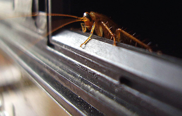 För att tillförlitligt skydda lägenheten från kackerlackor är det viktigt att blockera deras penetration från grannar.