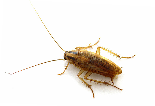 Insekticidi uključeni u gel i zamke imaju intestinalni i kontaktni učinak na insekte.