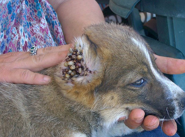 สถานที่โปรดในการดูดเห็บในสุนัขอยู่ในหู