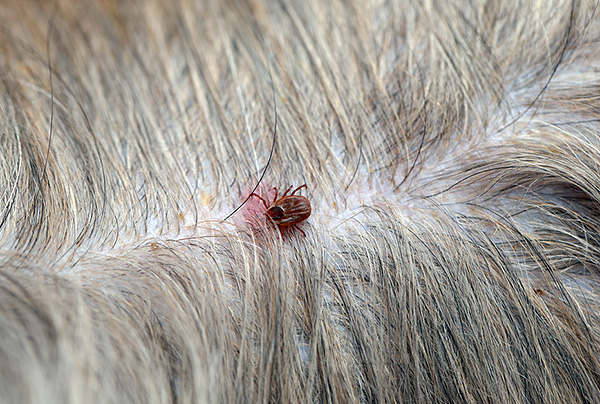 Med en skarp dragning av parasiten från huden kan dess snabel mycket väl stanna kvar i såret.