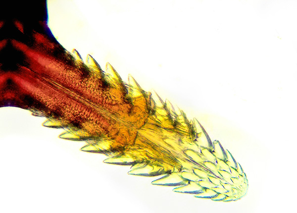 Proboscis iksodidnog krpelja