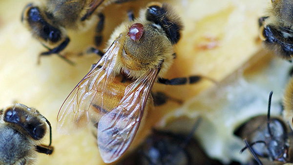 Parasitisk kvalster Varroa på ett bi