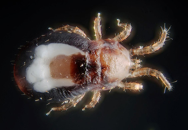 อีกตัวอย่างหนึ่งของไรปรสิตคือไรไก่ (Dermanyssus gallinae)