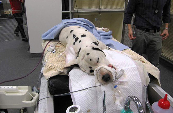 Veteriner kliniğinde tedavi gören köpek.