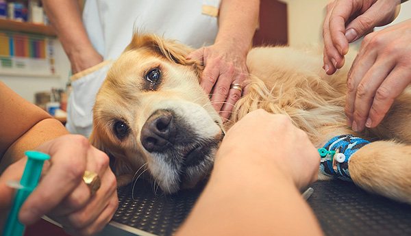 Vissa fästinginfektioner utvecklas så snabbt att inte ens en veterinär kan rädda hunden.