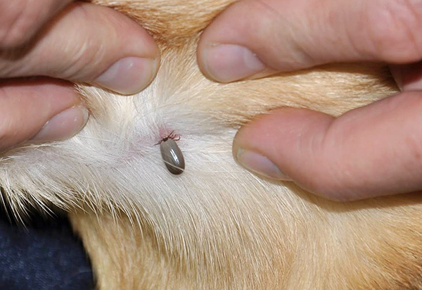 Η φωτογραφία δείχνει ένα θηλυκό τσιμπούρι ixodid να προσκολλάται σε έναν σκύλο και να πίνει ήδη αίμα.