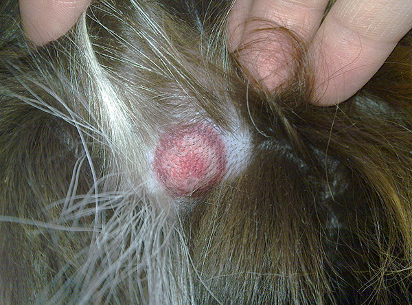 Ringvormig erythema migrans bij een hond (een teken van infectie met borreliose)