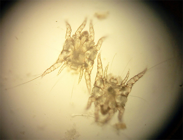 Honkvalster Otodectes cynotis under mikroskopet