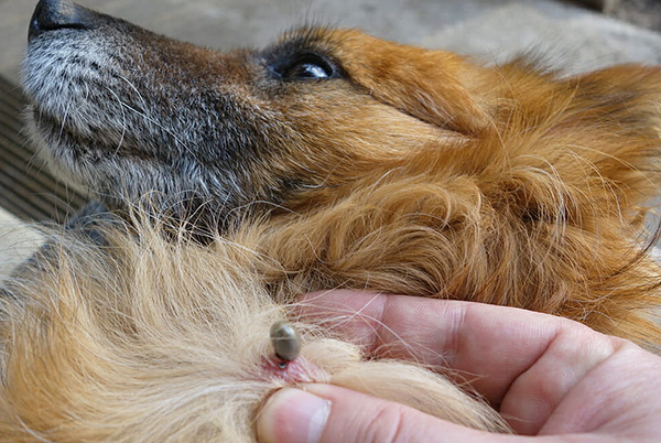 Ta reda på om en hund kan få fästingburen hjärninflammation när den blir biten av en fästing...