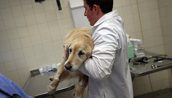 कुत्ते को समय पर पशु चिकित्सक के पास ले जाना महत्वपूर्ण है, क्योंकि केवल एक विशेषज्ञ ही सही निदान करने और सबसे प्रभावी उपचार प्रदान करने में सक्षम है।