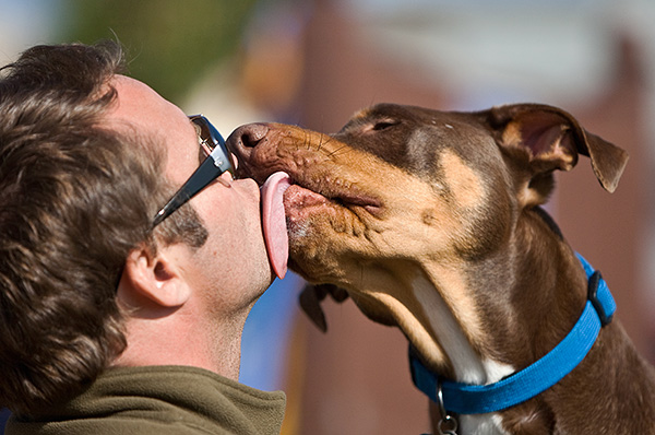 Door teken overgedragen encefalitis wordt niet van hond op persoon overgedragen.