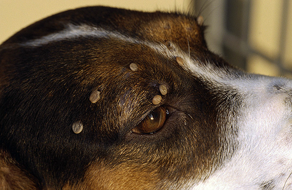 개에 있는 여러 진드기 - 각각은 진드기 매개 뇌염 바이러스의 매개체일 수 있습니다.