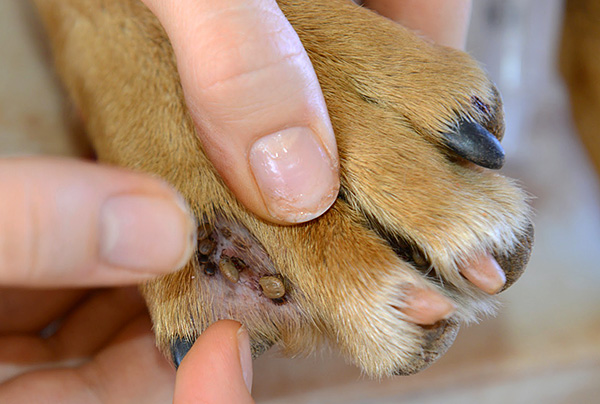 Ixodid fästingar kan bära på många patogener, varav några är farliga för hundar.