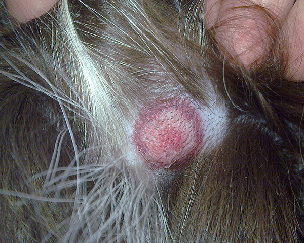 Annular erythema migrans pada kulit anjing