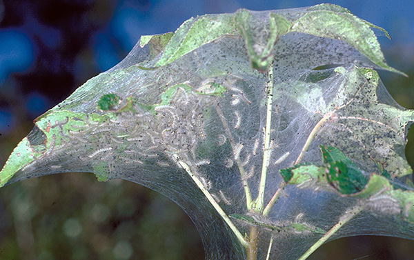 Vissa larver bildar också spindelväv på drabbade växter.