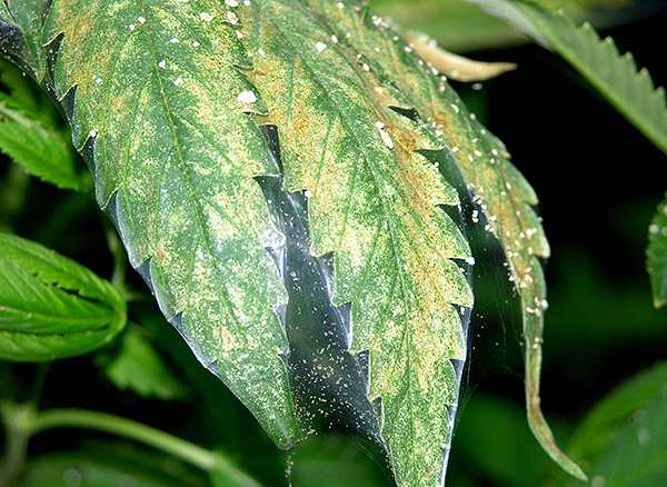 I tetranichidi possono infettare una varietà di piante ...