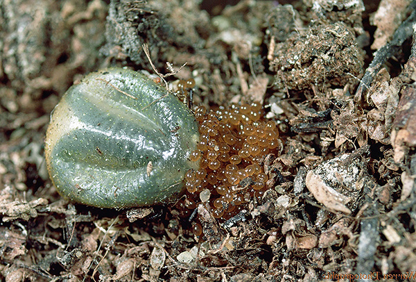Sute de larve de căpușă pot ecloziona dintr-o cutie de ouă de parazit.