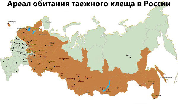 Habitat för taiga-fästingen i Ryssland