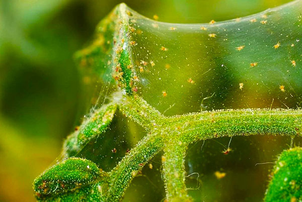 Kami memikirkan betapa berbahayanya hama labah-labah untuk tumbuhan dalaman dan bagaimana untuk menghilangkannya ...