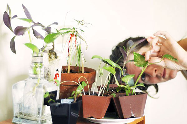 Inspecția plantei după cumpărare pentru paraziți 