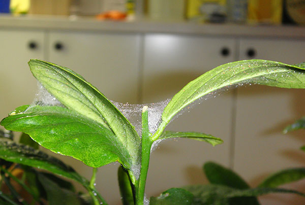 Spider mite sa isang puno ng lemon
