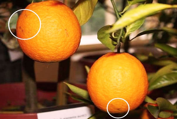 ضع علامة على البقع على البرتقال