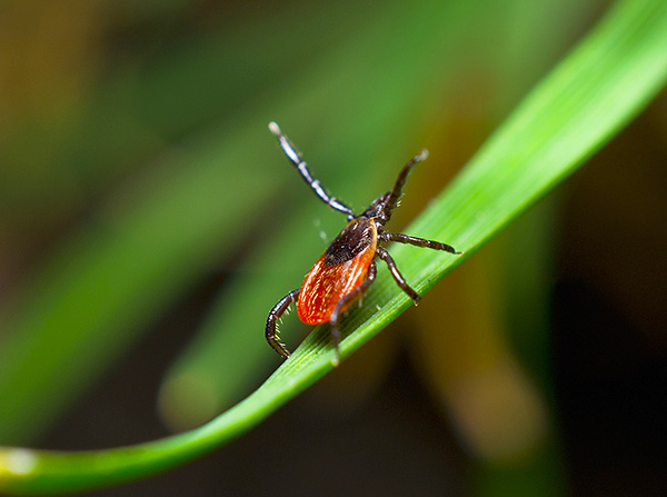 Fästingar (arachnider) förstörs som regel på samma sätt som förgiftar insekter.