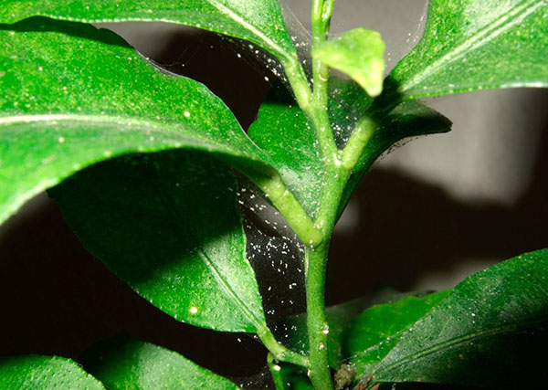 De bron van spintplaag is een nieuwe plant