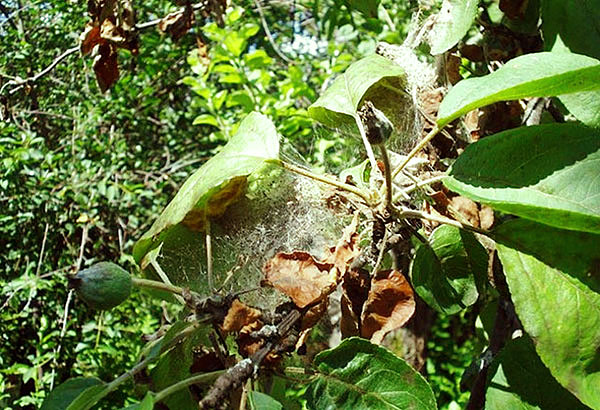 Het terminale stadium van infectie van een appelboom met een spint