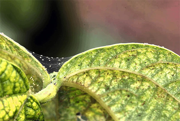Мраморно оцветяване на лист, засегнат от паякообразен акар