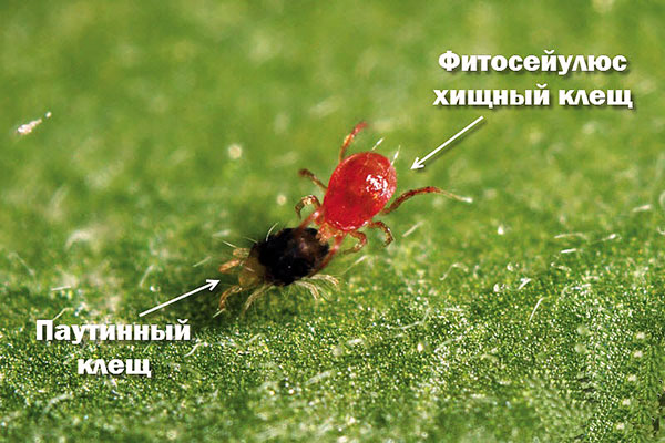 Phytoseiulus που τρώει ένα άκαρι αράχνης