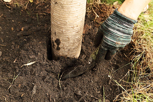 मकड़ी के कण के खिलाफ एक पेड़ के तने के आसपास की मिट्टी को ढीला करना
