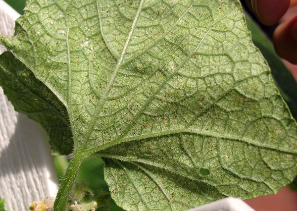 거미 진드기 감염의 초기 단계에서 오이 잎