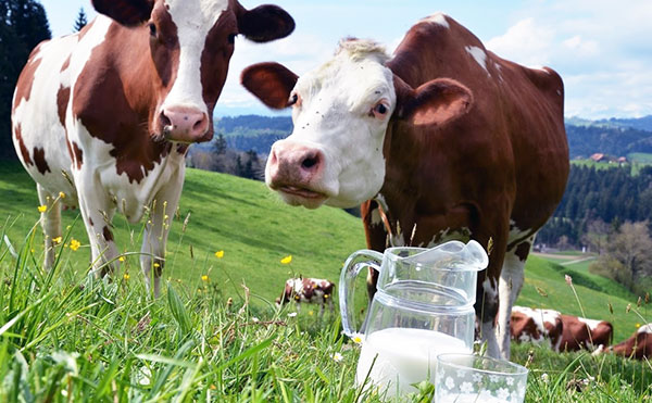 Jangkitan ensefalitis bawaan kutu melalui susu kambing dan lembu