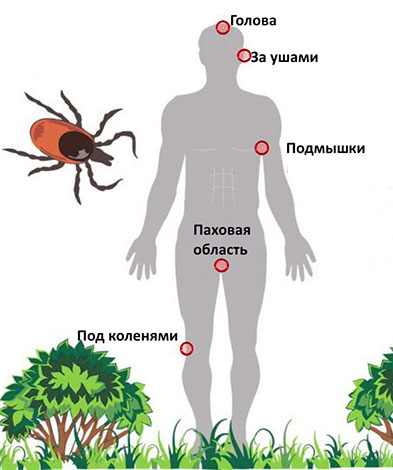 Những nơi bọ ve cắn thường xuyên nhất trên cơ thể con người