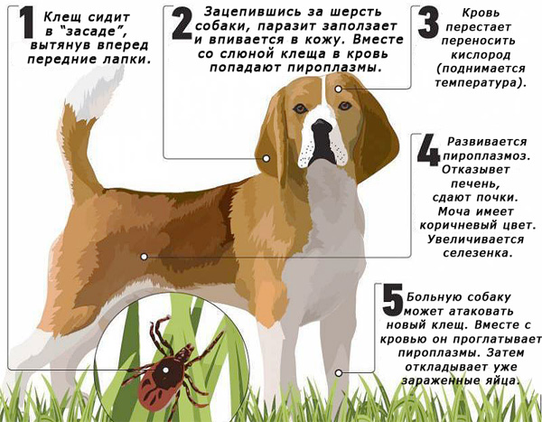 En fästing kan infektera ett husdjur med piroplasmos 