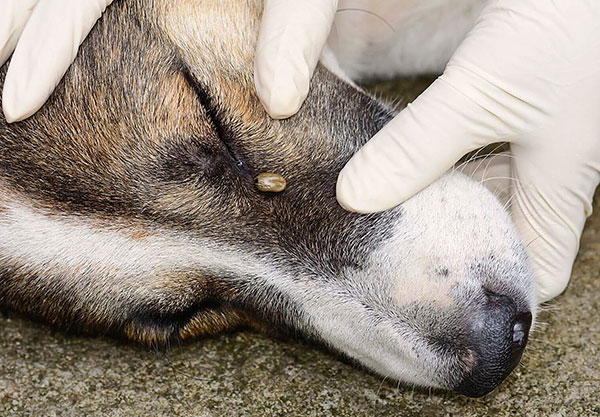 Transmission de l'encéphalite à tiques par un chien
