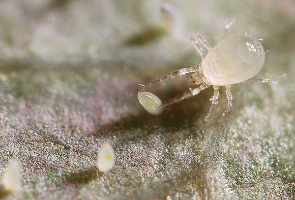 Amblyseius predatory mite (Amblyseius californicus)