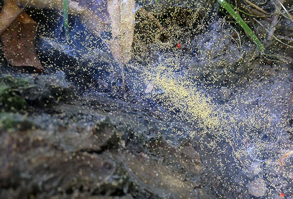 Dişi örümcek akarları barınağı takip ediyor