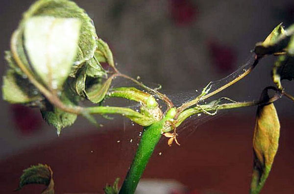 हनीसकल पर मकड़ी का घुन