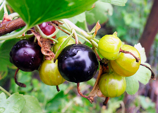 Hybrid ng currant at gooseberry - Yoshta