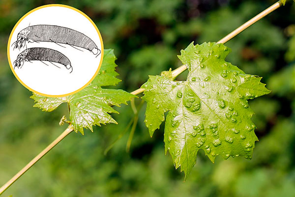 Откриваме дали гроздовият акар е опасен и какви методи за справяне с него са най-ефективни ...