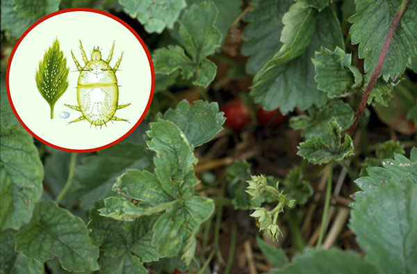Kami mengetahui betapa berbahaya hama strawberi untuk tanaman hortikultur dan cara menanganinya ...