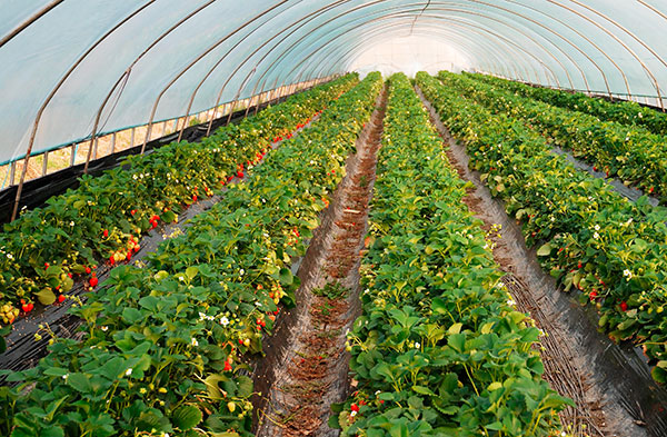 Iklim mikro di rumah hijau menyumbang kepada pembiakan hama strawberi