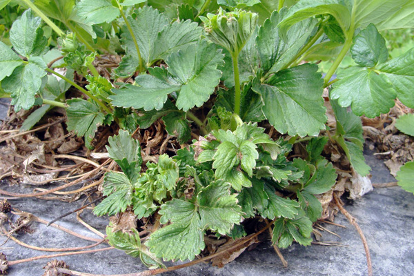 Ang mga strawberry bushes ay nasira ng mga strawberry mites