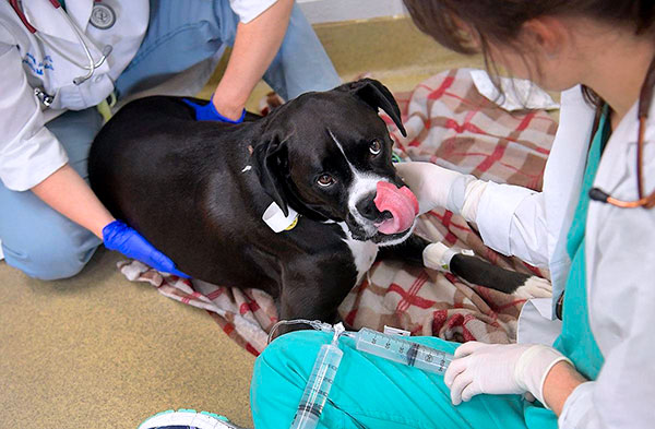 Bir kene ısırığından sonra bir köpeği tedavi etmek