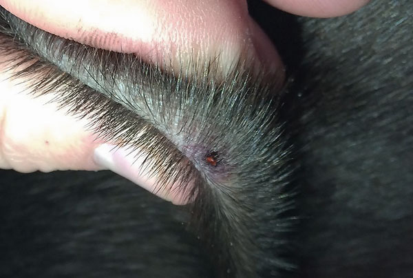 Kutu menggigit anjing tanpa rasa sakit