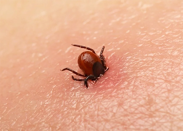 Chúng tôi tìm hiểu những hậu quả nào đối với sức khỏe con người mà một vết cắn của bọ chét có thể gây ra ...