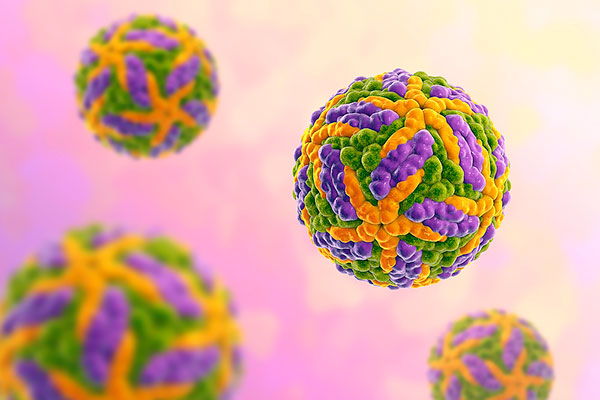 Ο ιός TBE μολύνει τα κύτταρα του ανοσοποιητικού συστήματος