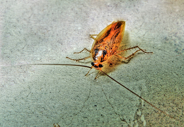 الصراصير بشكل عام أكثر مقاومة للمبيدات الحشرية من بق الفراش.